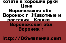 котята в хорошие руки  › Цена ­ 50 - Воронежская обл., Воронеж г. Животные и растения » Кошки   . Воронежская обл.,Воронеж г.